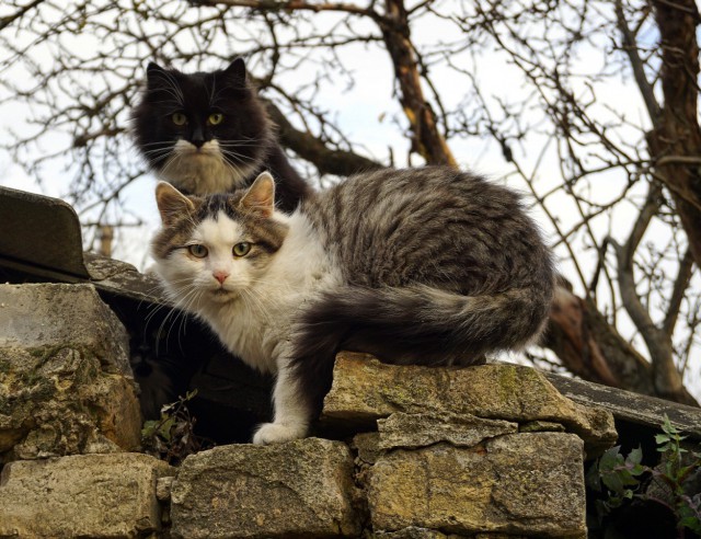 Котовторник 13-11-2018