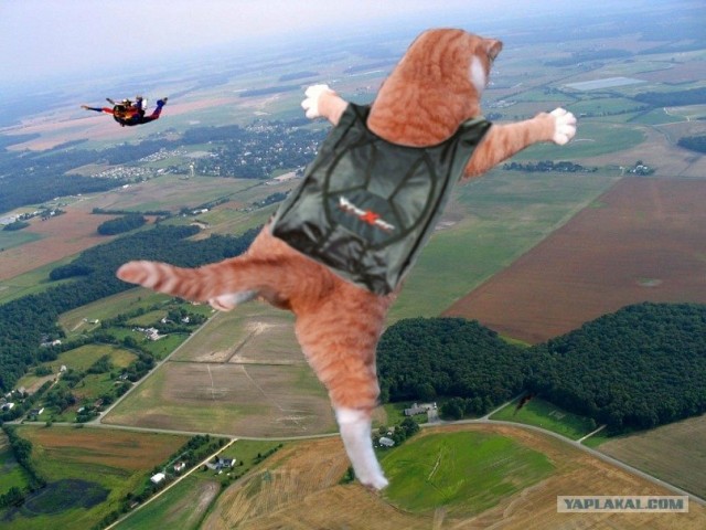 Котовторник 06.09.11