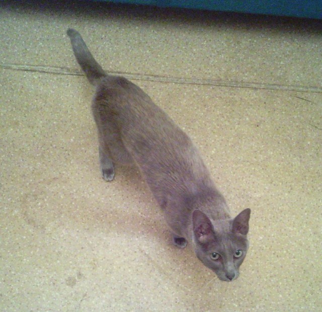 Котовторник (10.01.2012)