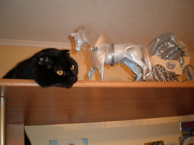 Котовторник 1 мая 2012