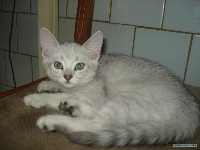 Котовторник 22.05.2012