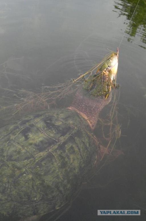 Не поделили рыбу.