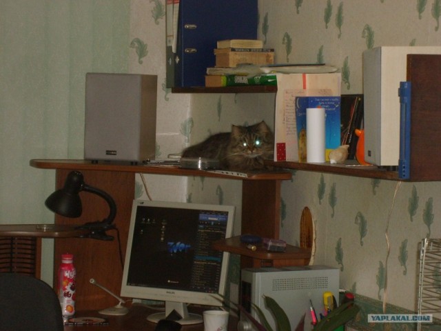 Котовторник на 26.06.12