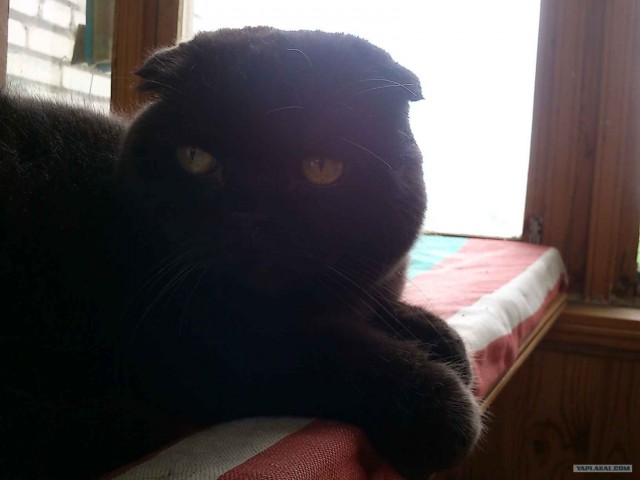 Котовторник 10. 07. 2012