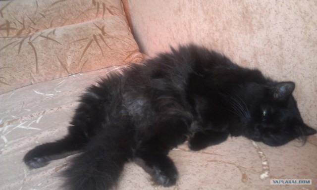 Котовторник 24.07.2012