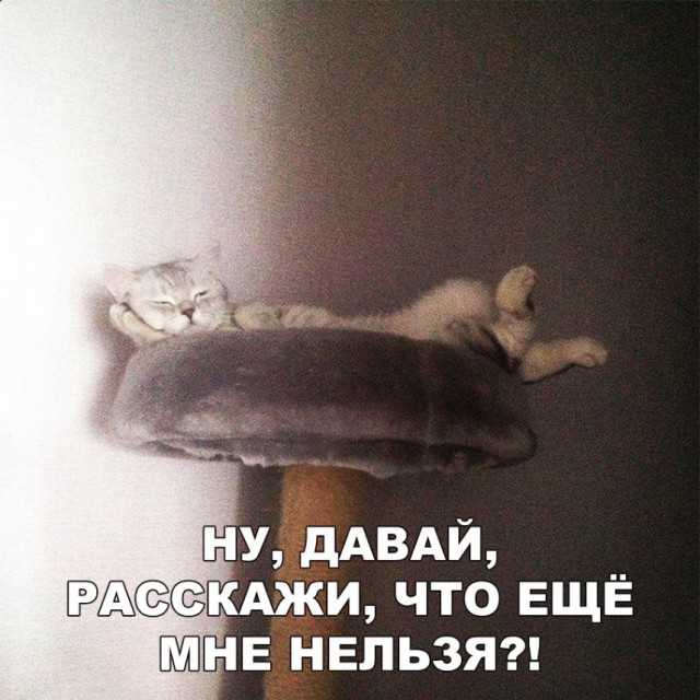 Забавные фото котеек
