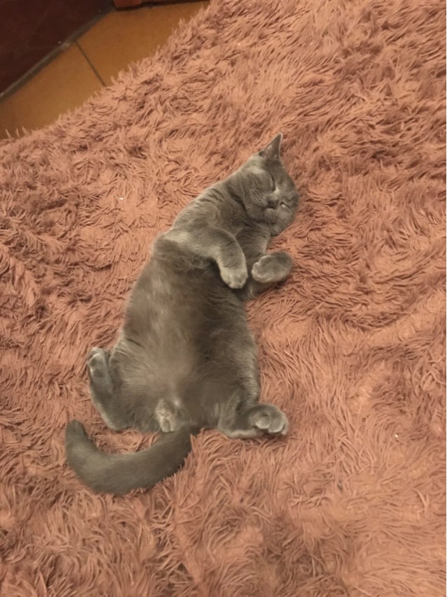 Забавные фото котеек
