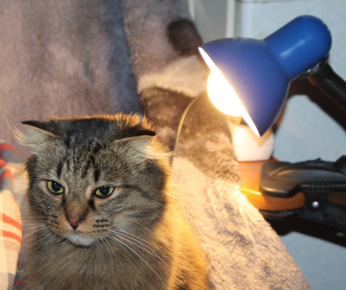 Котовторник 23.07.2019.