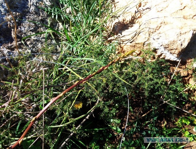 Лапша лугового флота свободного выгула