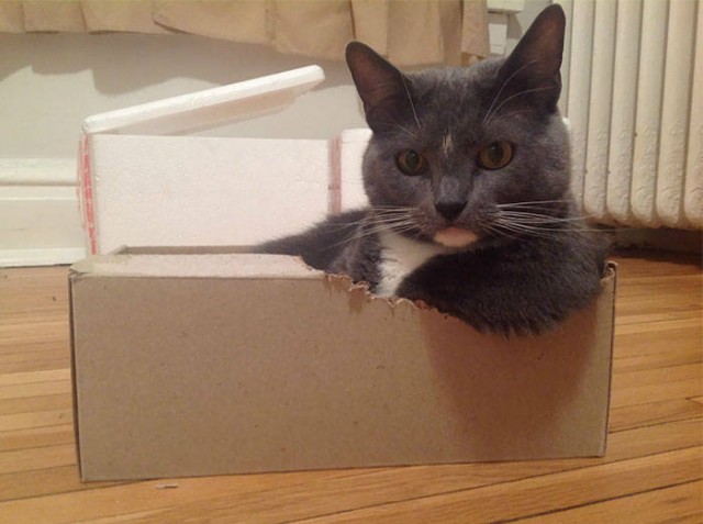 Котовторник. Тара - наше всё!