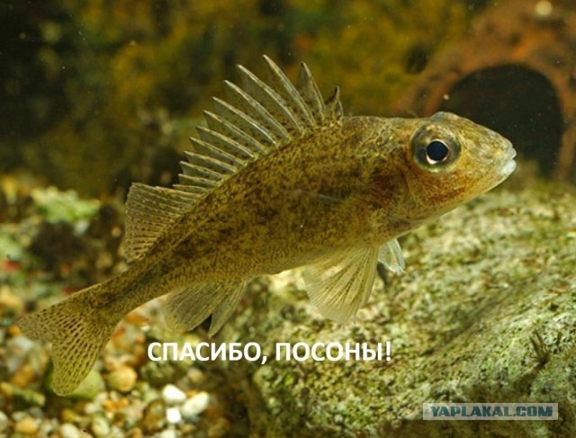 Не в глаз так в ж...