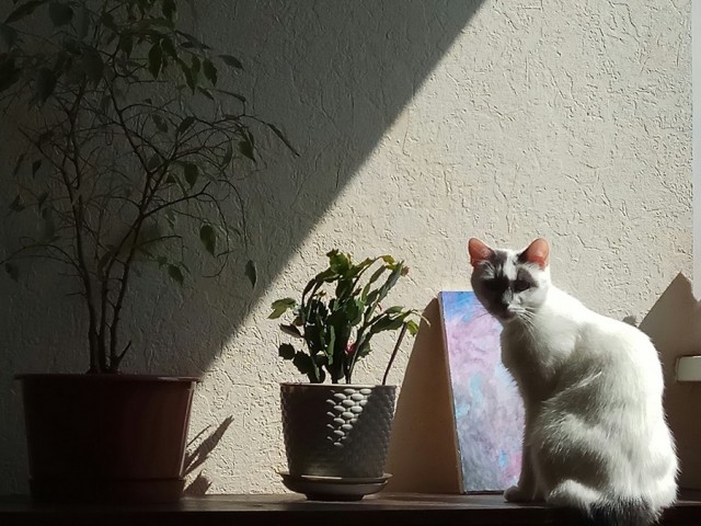 Котейки и солнышко