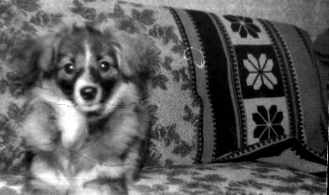 Руки из жопы или как я Сменой 8М фотографировал. Сравнение фотографий