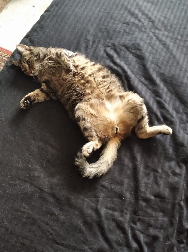 Котовторнику быть!