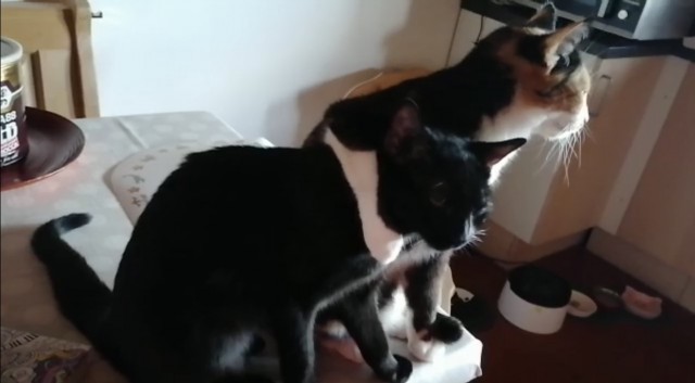 Ребят, помогите с кошкой! Это 3,14*дец!