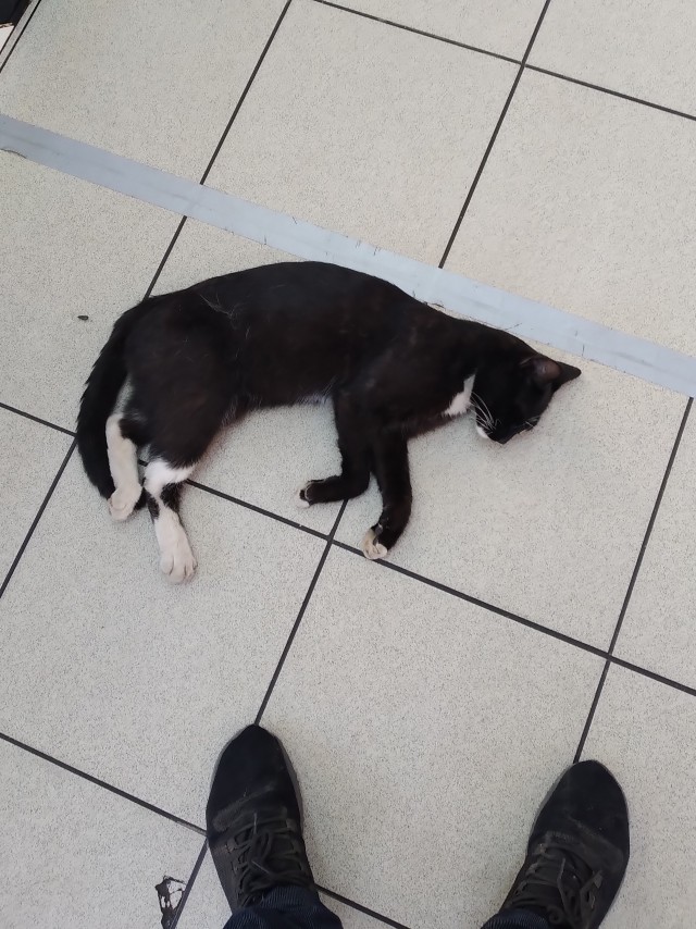 А котовторник уже начался?