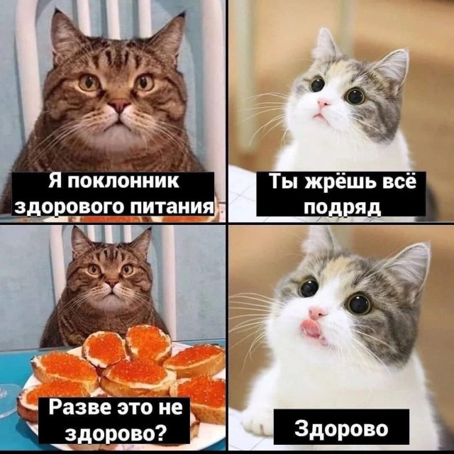 Весёлый полтишок 10.08
