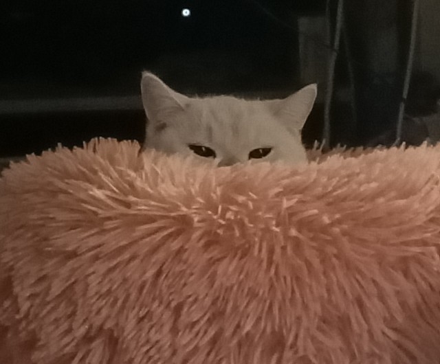 Солнце котовторника уже встало, Господа!