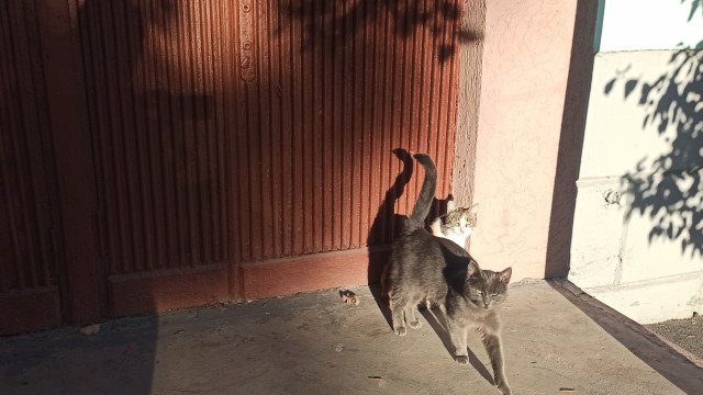 Солнце котовторника уже встало, Господа!