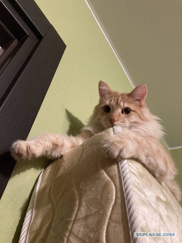 К котовторнику