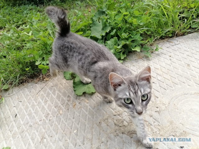 Тс-с, вьетконговцы, там, в кустах