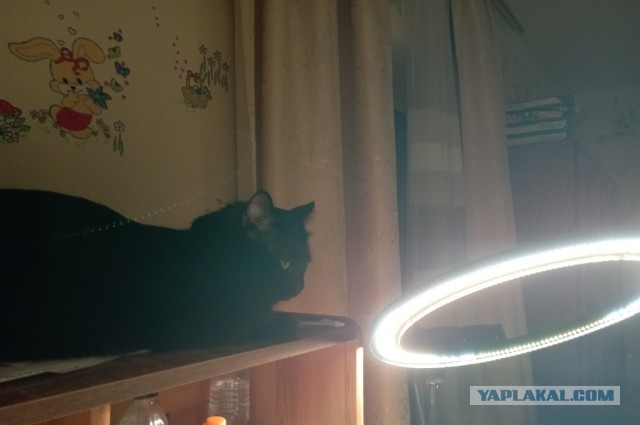Дух Нового года!