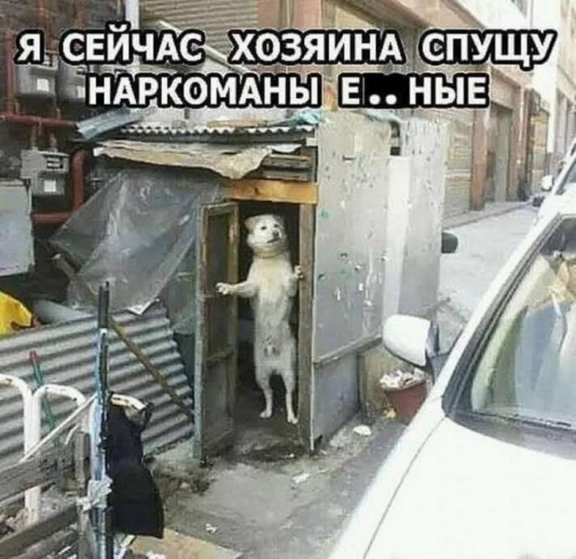 Человек собаке друг и другие картинки под настроение 13.01.2022