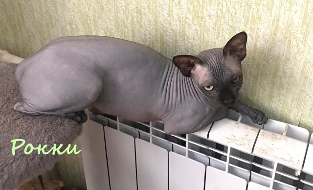 Жизнь домашнего приюта "Котоленд" 323