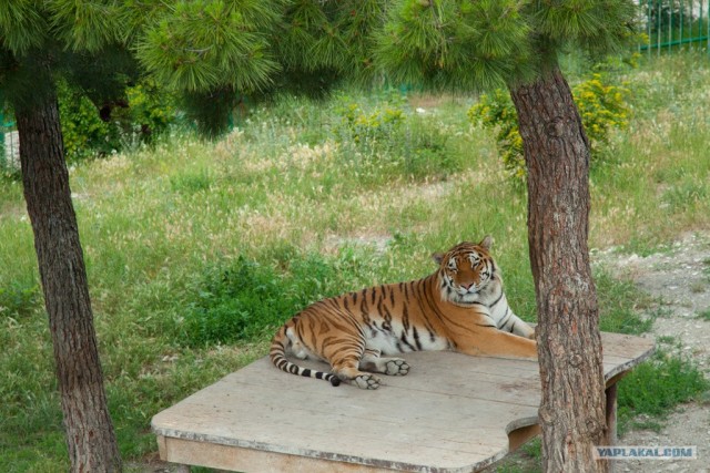 Геленджик 2011