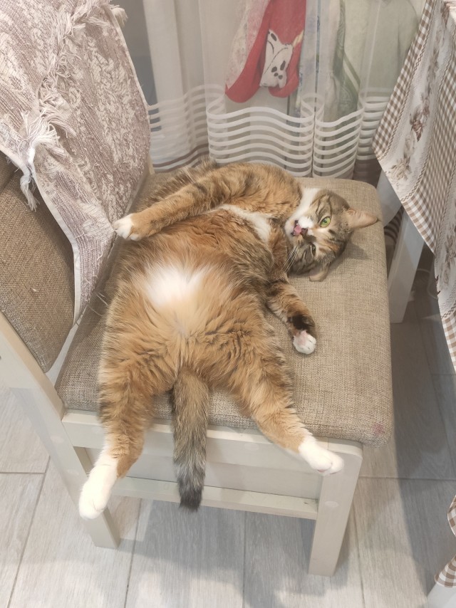 Котовторник ведь начался!