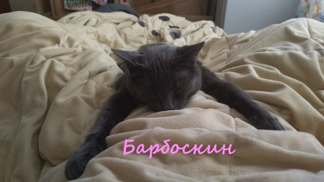 Жизнь домашнего приюта "Котоленд" 333
