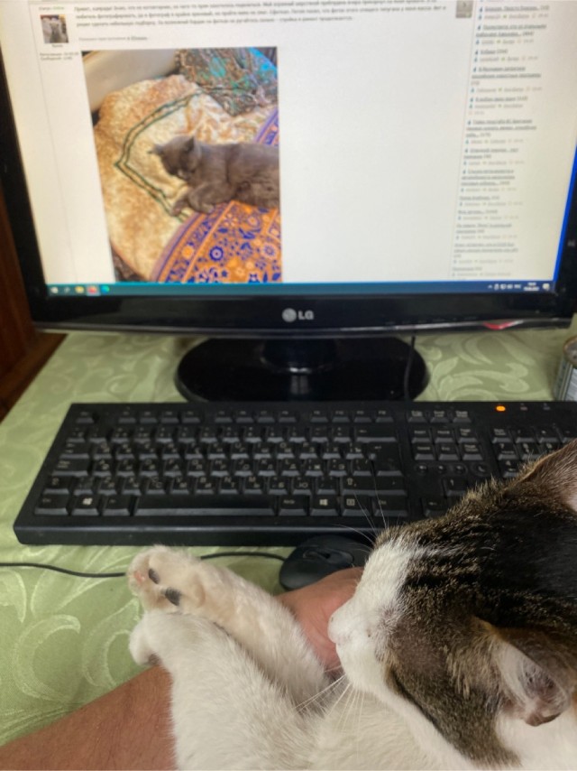 А как спит ваш кошачий?