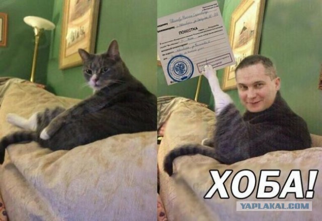 Котовторник же