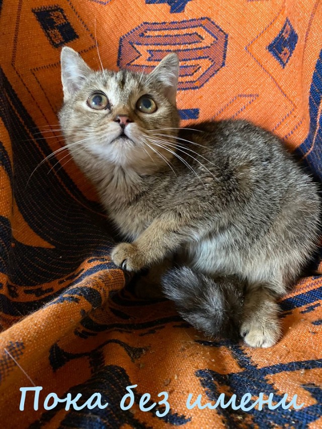 Жизнь домашнего приюта "Котоленд" 367