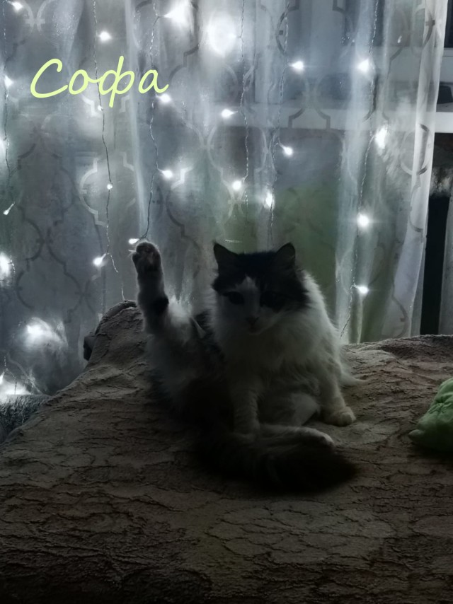 Жизнь домашнего приюта "Котоленд" 370