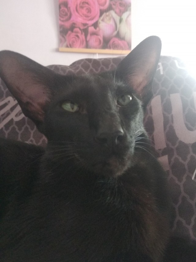 Коточетверг!