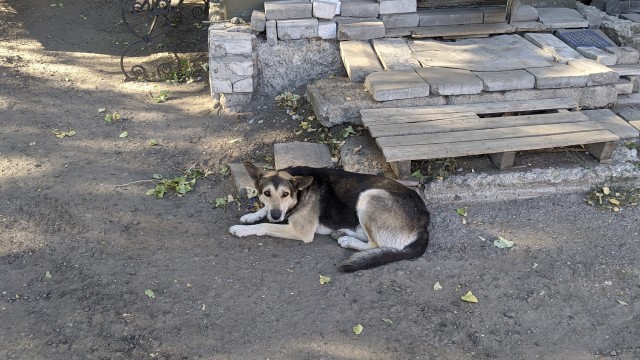 Коты пролетарии