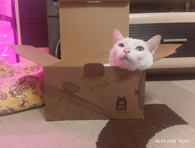 Ловушки для котов