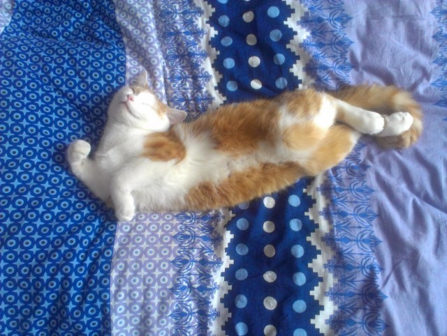 Котовторник 16.04.2013