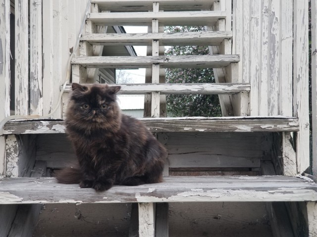 Дерзкий кот у ветеринара