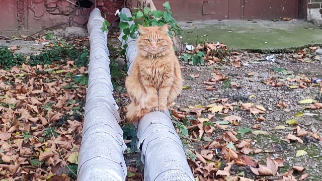 Моя красотка