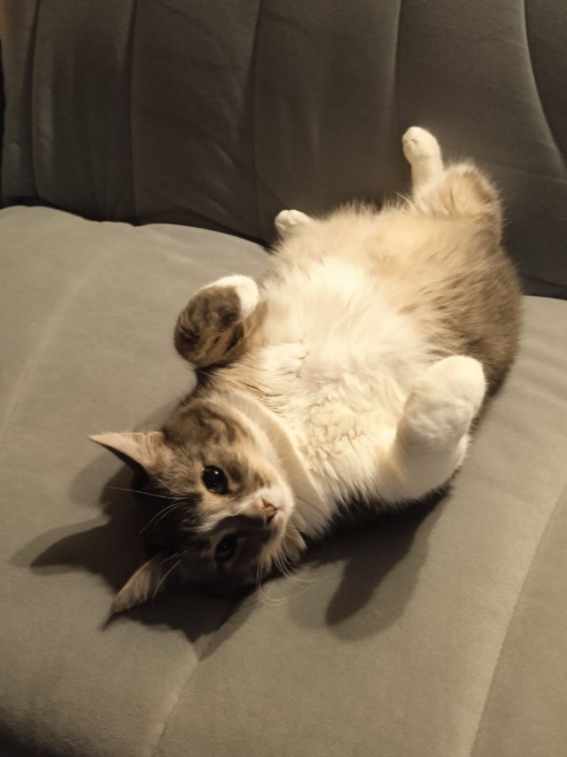 Толстые коты