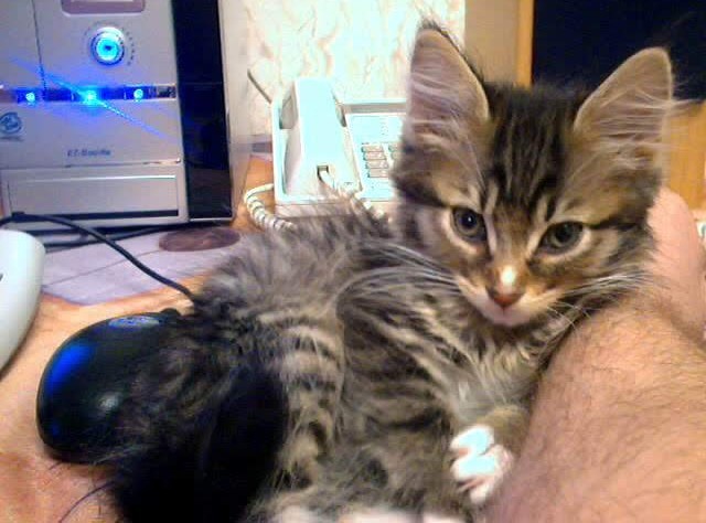 Атаман не дожил одного дня до 20 лет