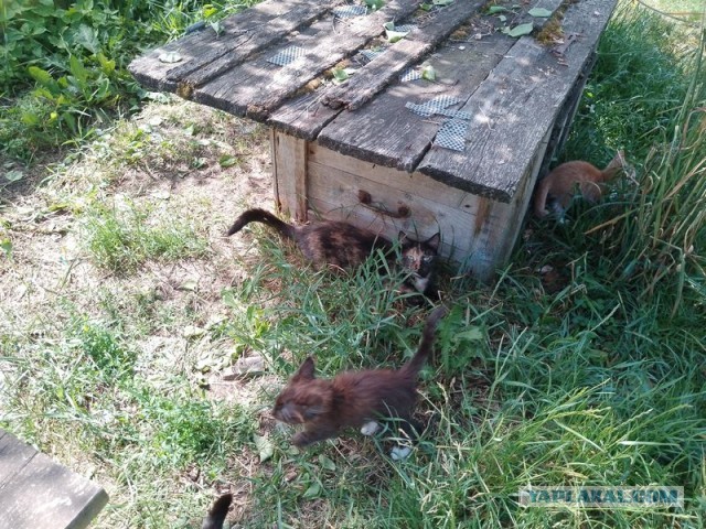 Жизнь домашнего приюта для котеек 499
