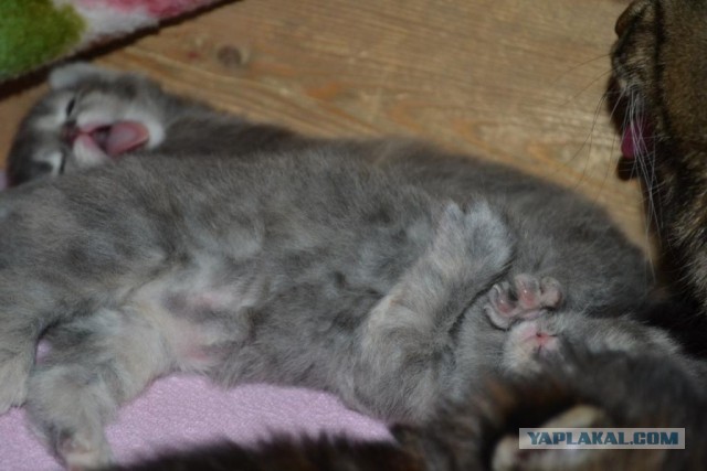 Котовторник 21.05.2013