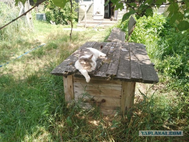 Жизнь домашнего приюта для котеек 503