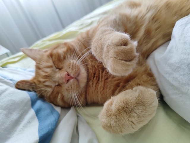 Нашли месячного котёнка