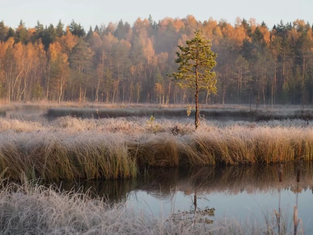 Верховые болота