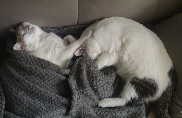 Последний котовторник в этом году