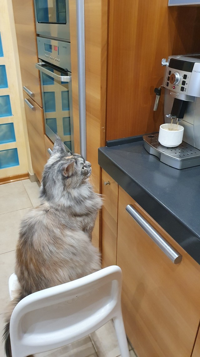 Есений (котовторник)